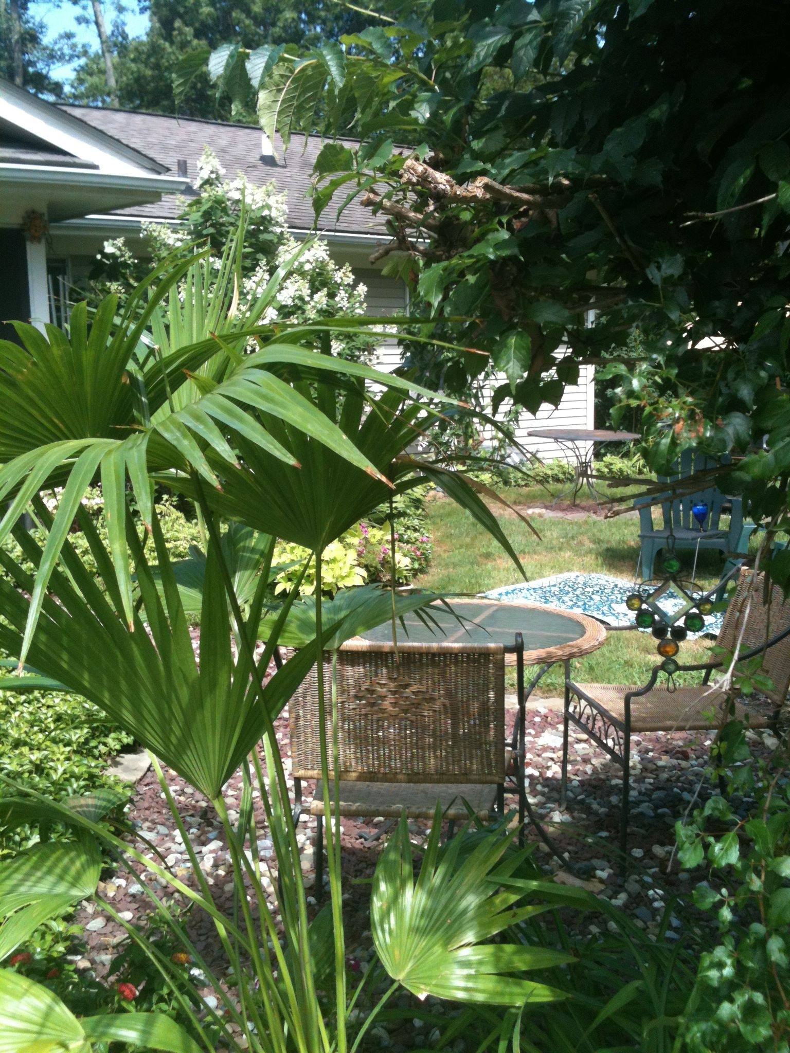 A lush garden patio framed by palms and leafy trees