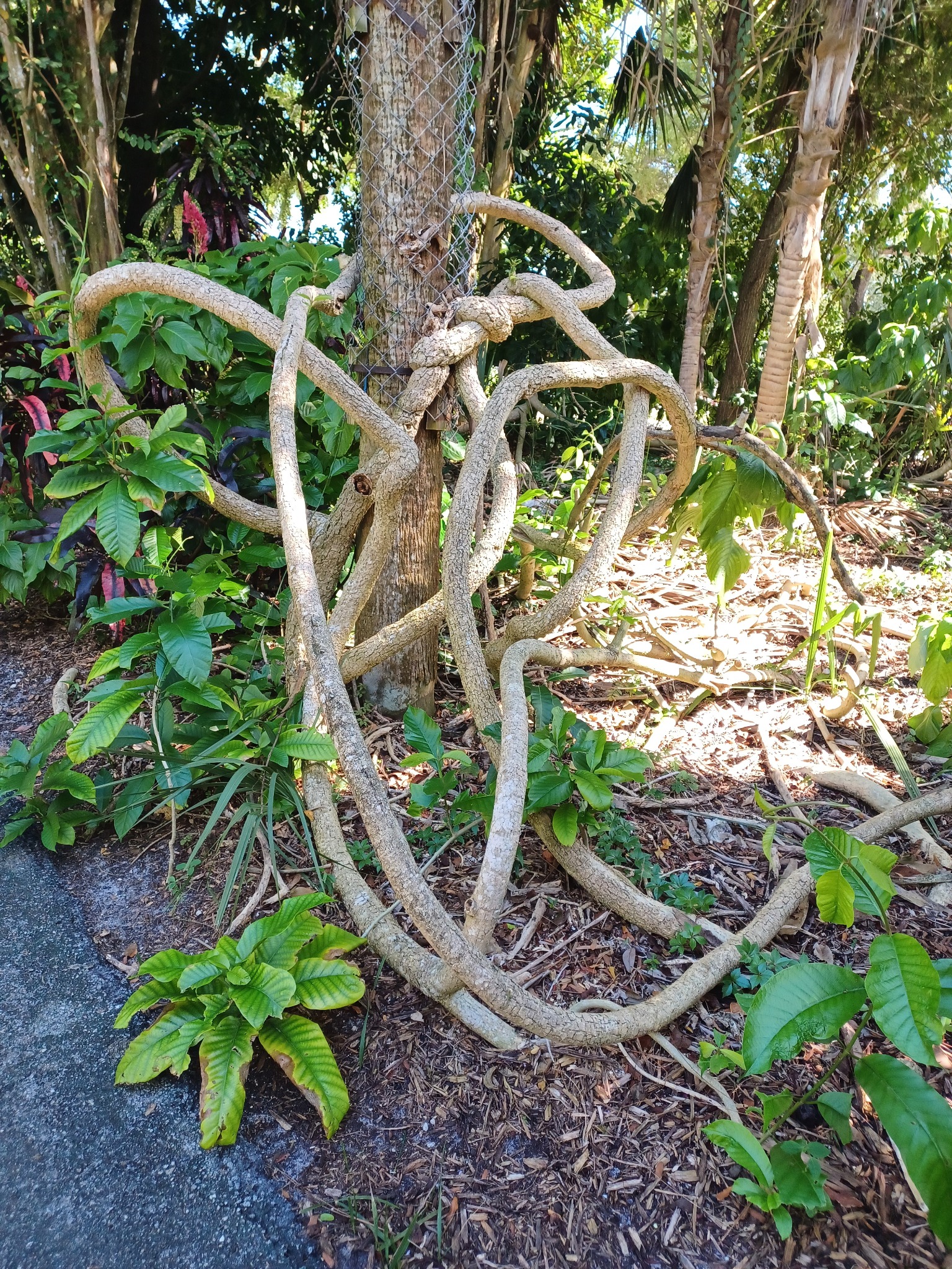 Original photograph of looping roots around a tree amid tropical foliage